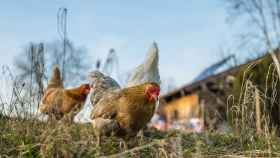 La Comunidad Valenciana adopta medidas de protección ante la gripe aviar.