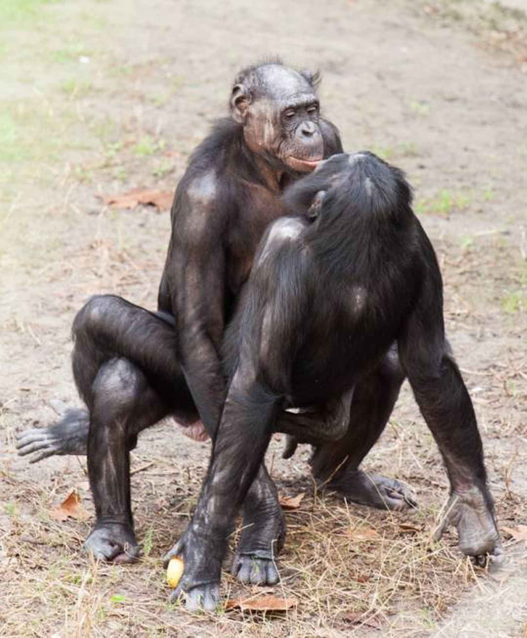 Los bonobos mantienen relaciones sexuales con la postura del misionero.