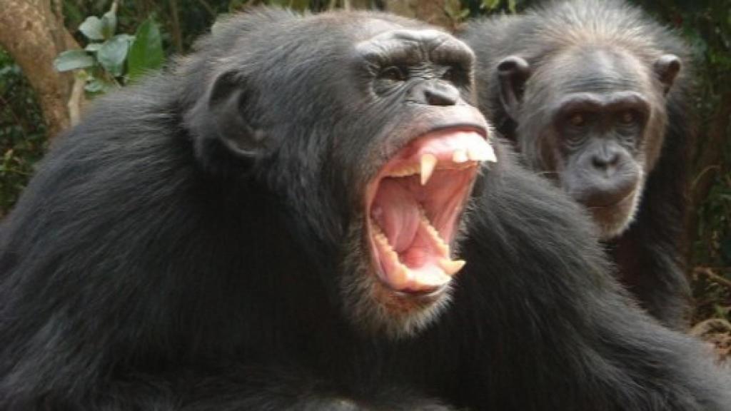 Imagen de un chimpancé violento.