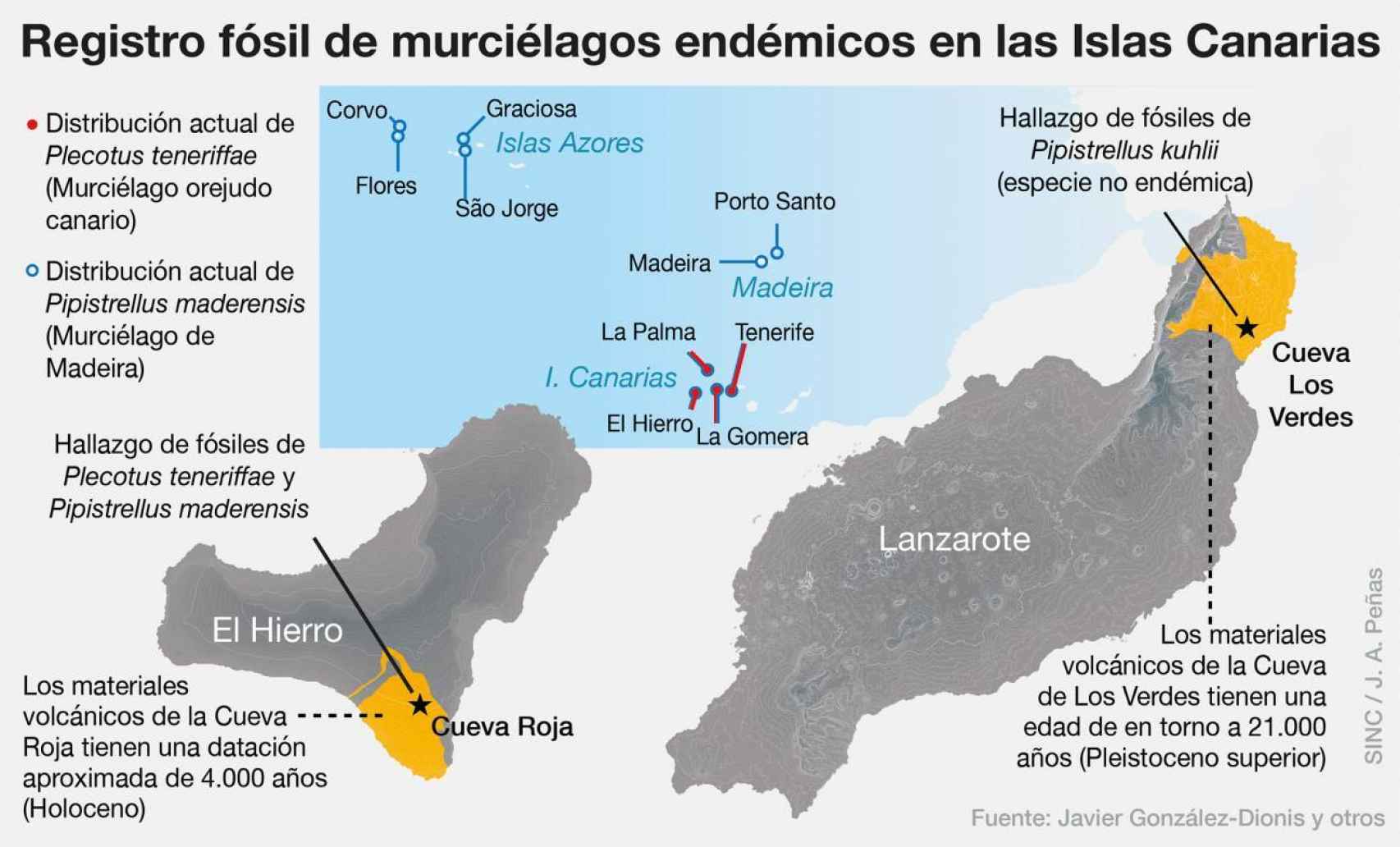 Registro fósil de murciélagos endémicos en Canarias.