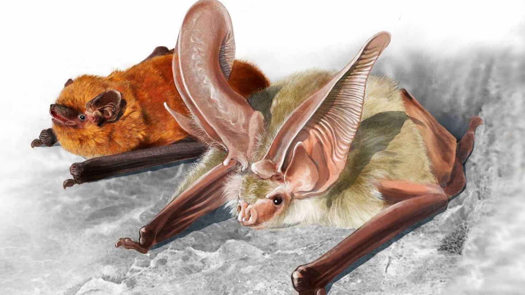 Dos especies endémicas de Canarias cuyos fósiles han sido encontrados en El Hierro.