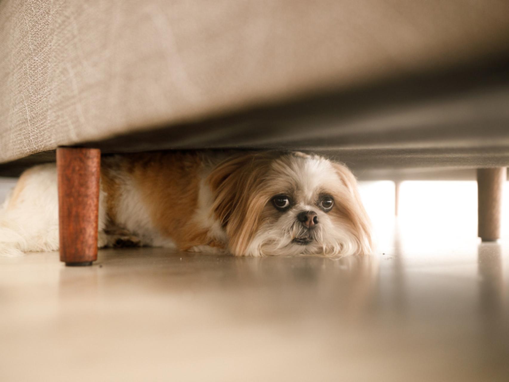 cómo se calma el jadeo de un perro