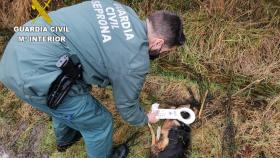 Rastreados los montes de Barbanza y As Mariñas Coruñesas tras la muerte de dos perros