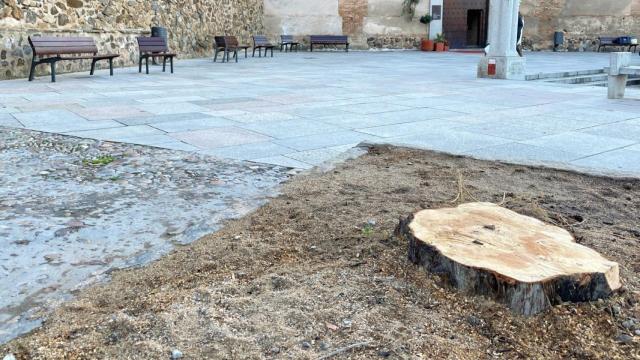 Árbol talado en Toledo