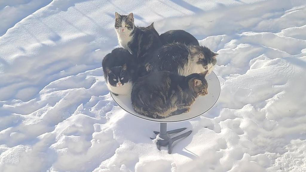 Gatos en la antena de Starlink.