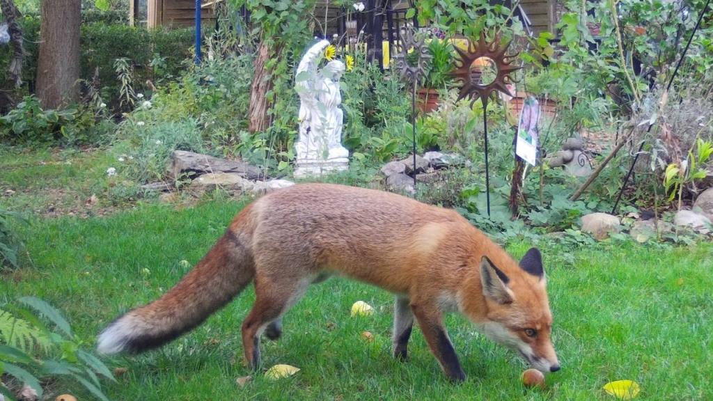 Un zorro común (Vulpes vulpes) en un jardín de Berlín.