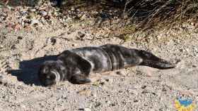 ‘Max’, la primera cría de foca gris que llega a costas gallegas este año.