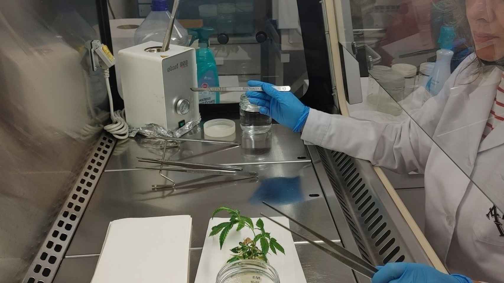 Aleovitro podrá cultivar in vitro plantas de cannabis que tengan unos principios químicos de alta calidad.