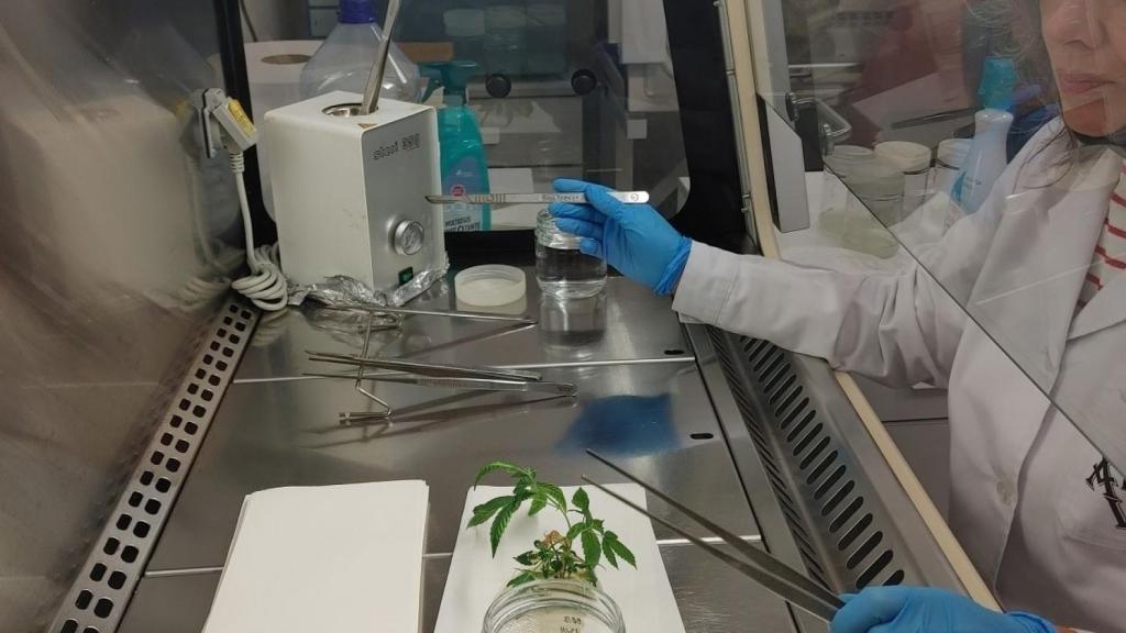 Aleovitro podrá cultivar in vitro plantas de cannabis que tengan unos principios químicos de alta calidad.