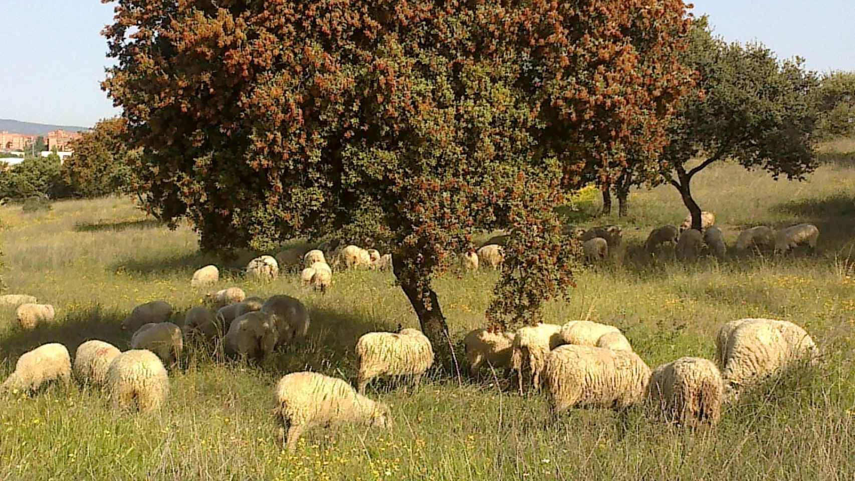 Algunas de las ovejas de Jorge, en Colmenar Viejo.