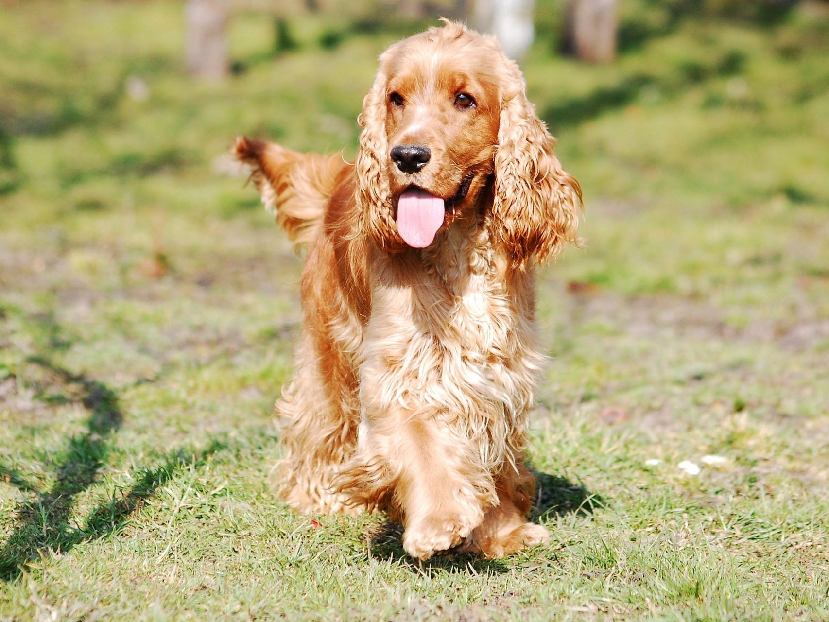 qué tipo de pescado es seguro para los perros