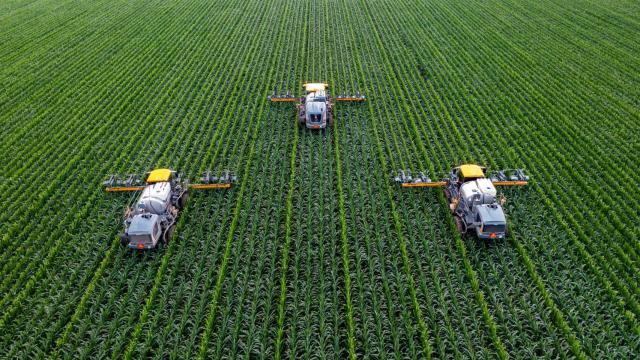 Un campo de maíz siendo trabajado con máquinas.