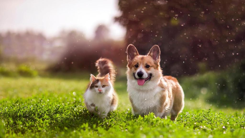 Las mascotas gallegas son desde hoy miembros de la familia ante la ley