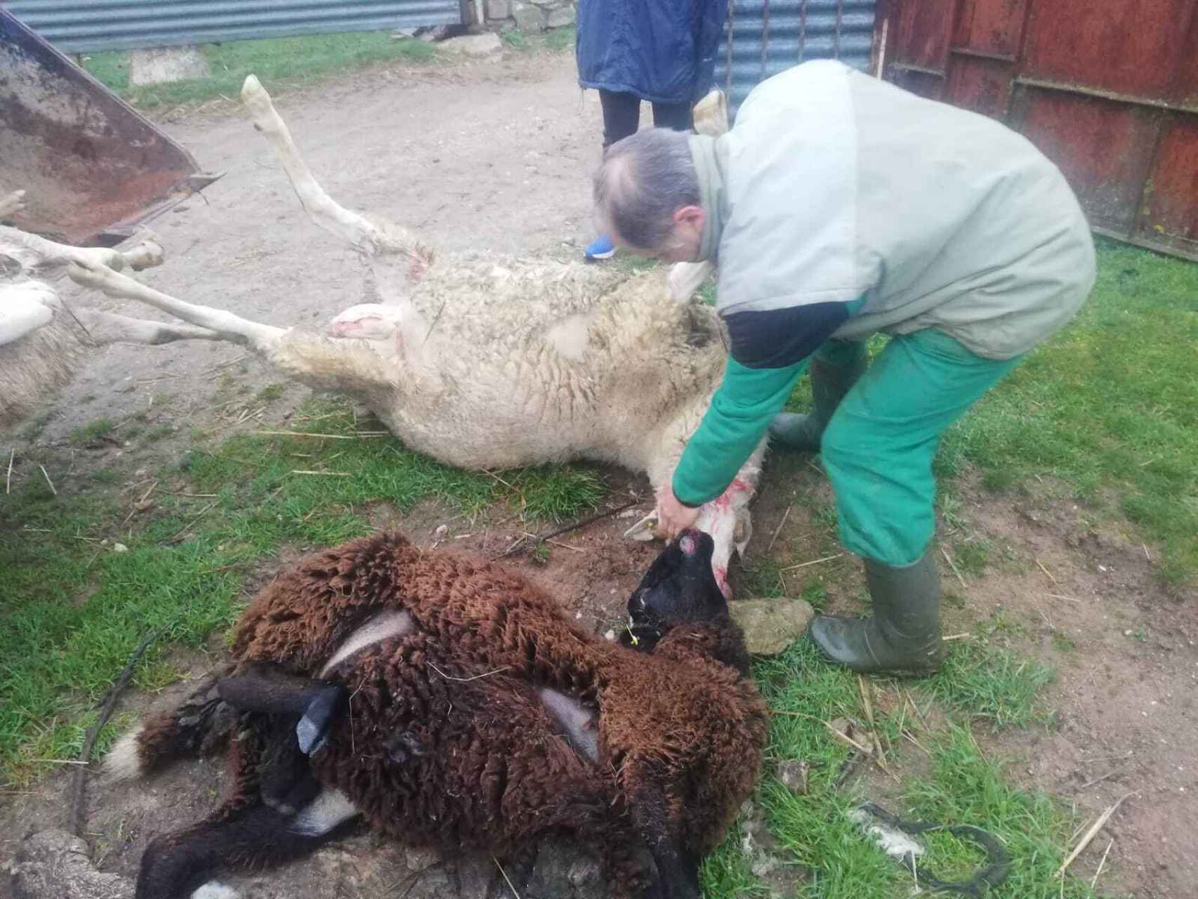 Imagen de dos de los carneros de José Zurdo atacados por el lobo