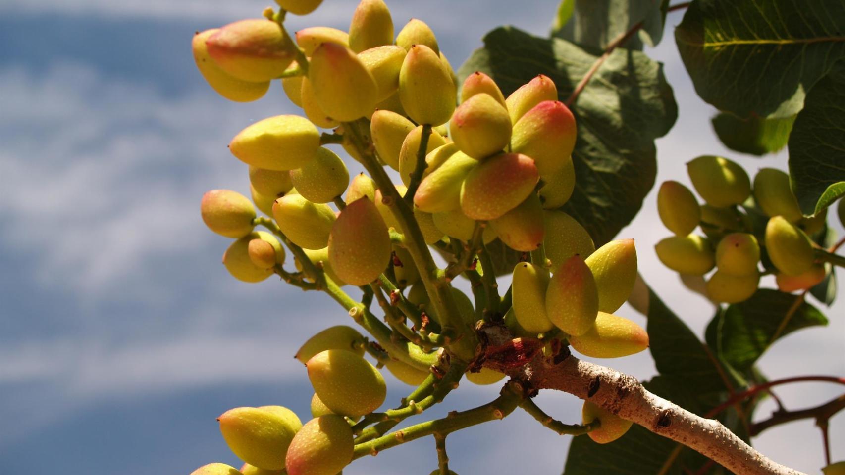 Pistachos. Imagen de archivo