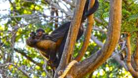 Nacimiento de un mono capuchino en Terra Natura Benidorm.
