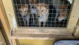 Dingos en el zoo de Hamerton (Reino Unido) observando con curiosidad el equipo de muestreo de aire.