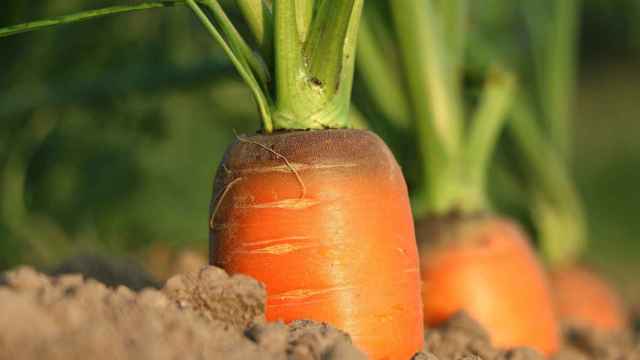 La zanahoria contiene una alta cantidad de vitamina A.