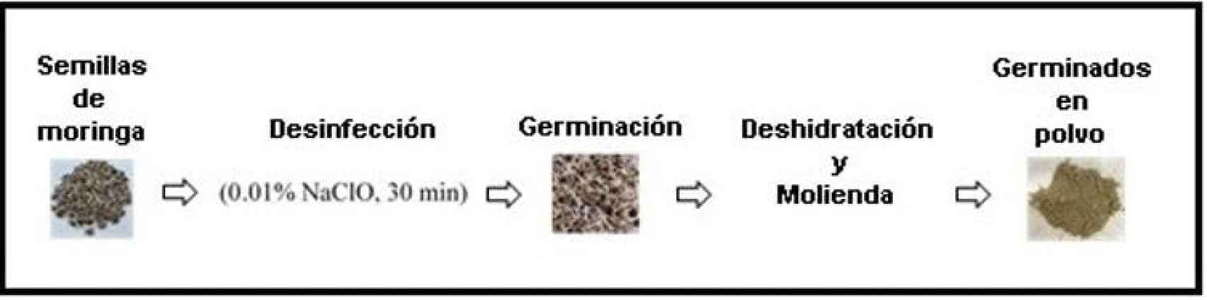 Figura 1. Proceso de obtención de germinados de moringa en polvo.