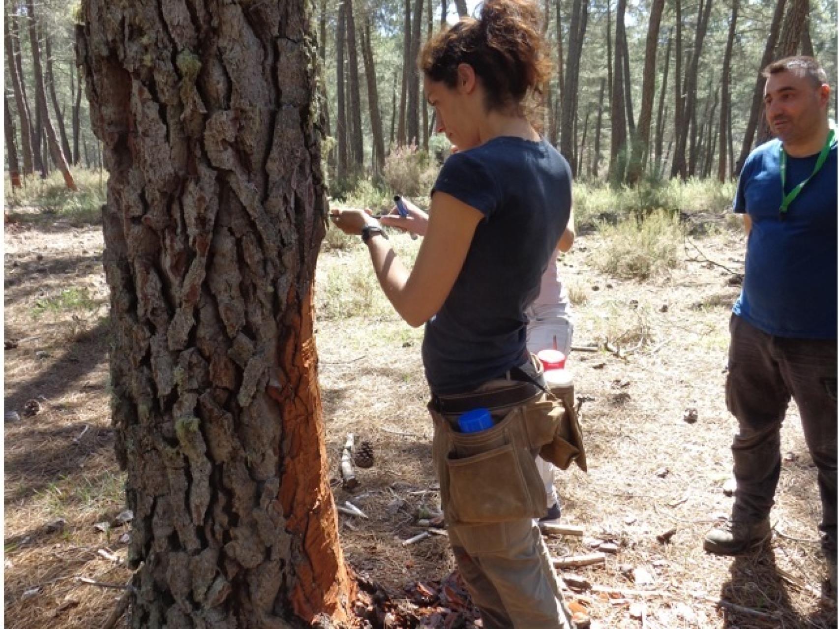 Aída Rodríguez, doctora en ingeniería de montes, durante la extracción de resina en un pinar.