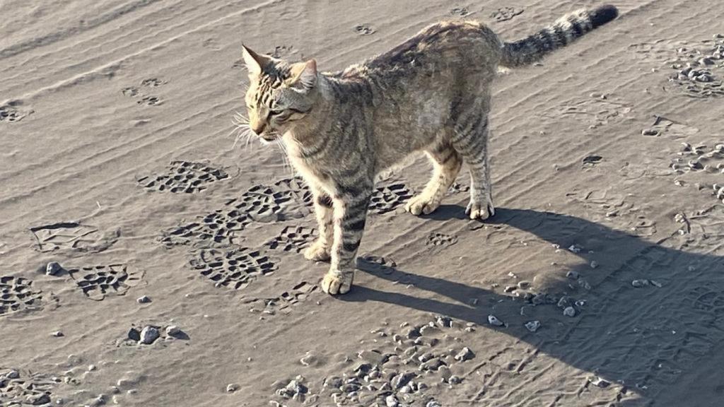 Gato doméstico que quedó a la deriva durante el inicio de la erupción.