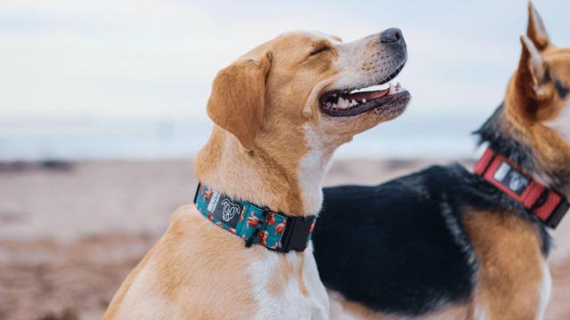 Perros con el collar Trambólico y el collar Flamingo, de Elevrel.