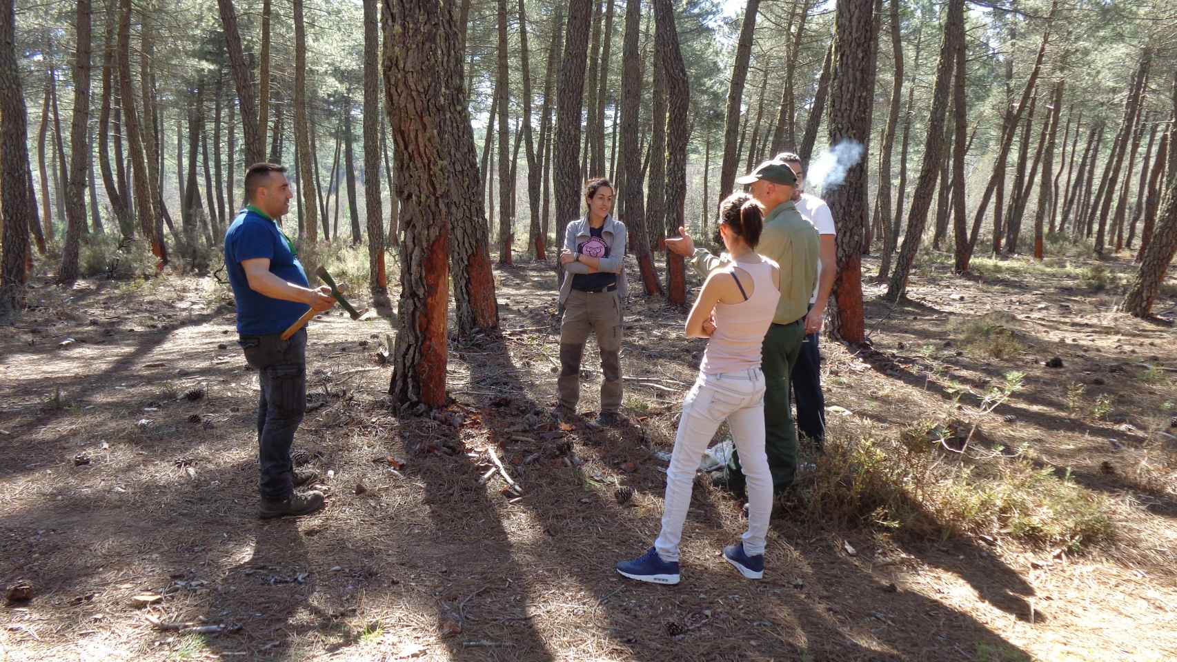 Un grupo de investigadores analizando la resina de uno de los pinares de Castilla y León.