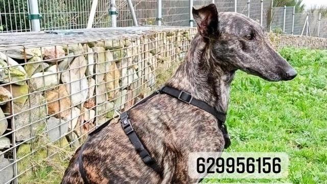 Cíes, la galga atigrada que se escapó en A Coruña.