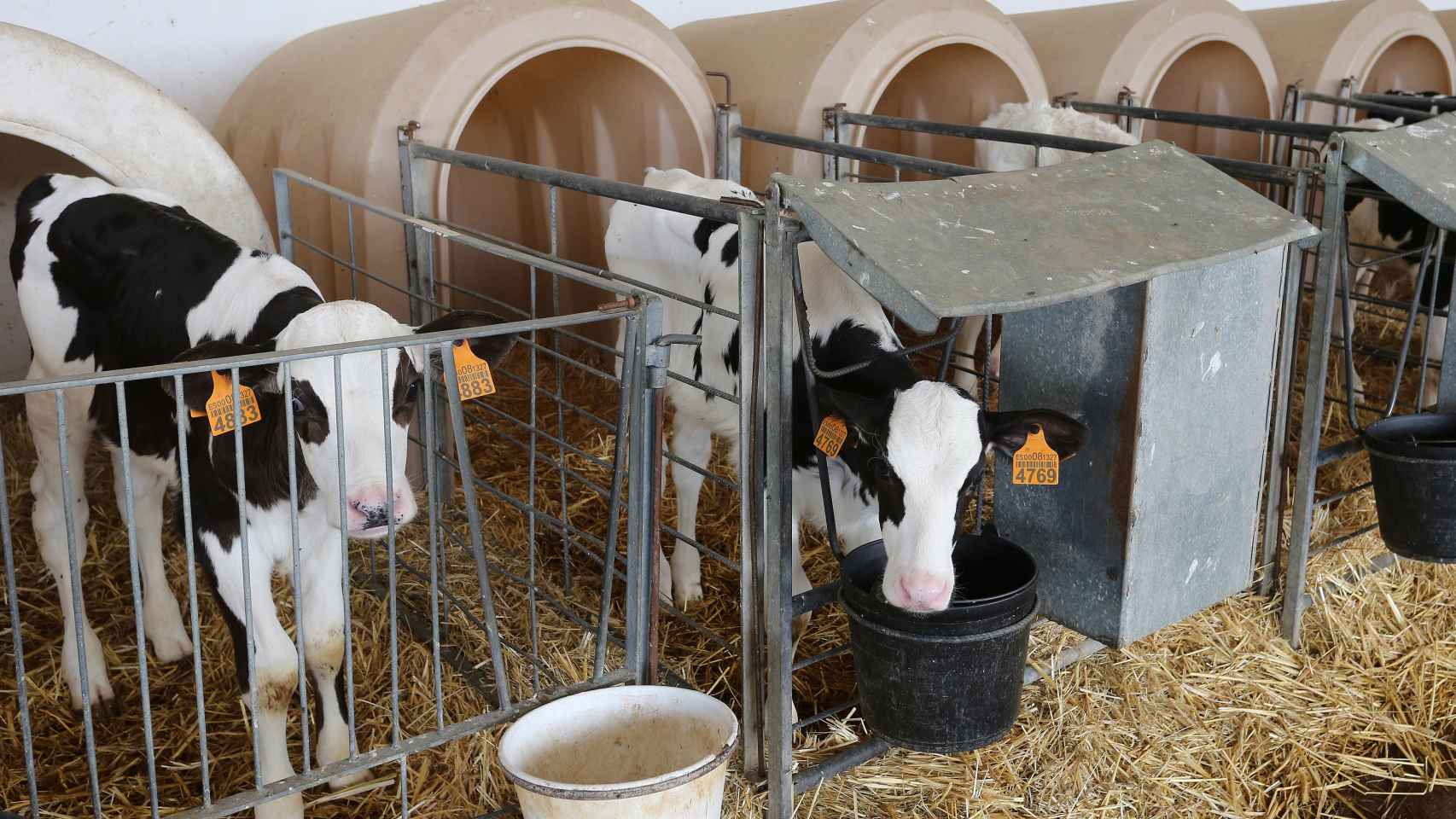 Un grupo de vacas de una explotación de Palencia