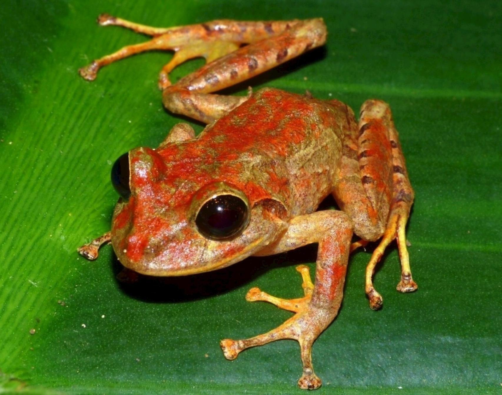 La rana de Greta Thunberg (Pristimantis gretathunbergae sp. nov.) EFE/ Ministerio de Ambiente de Panamá