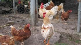 Galicia prohíbe la cría al aire libre y confina las aves de corral en 34 localidades