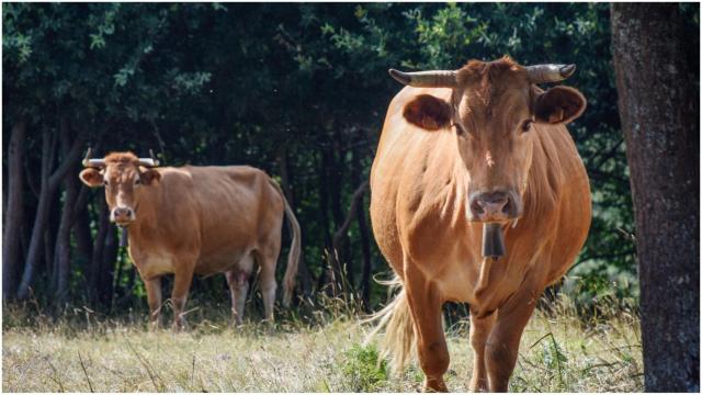 La Xunta convoca ayudas para fomentar las razas de animales autóctonas gallegas