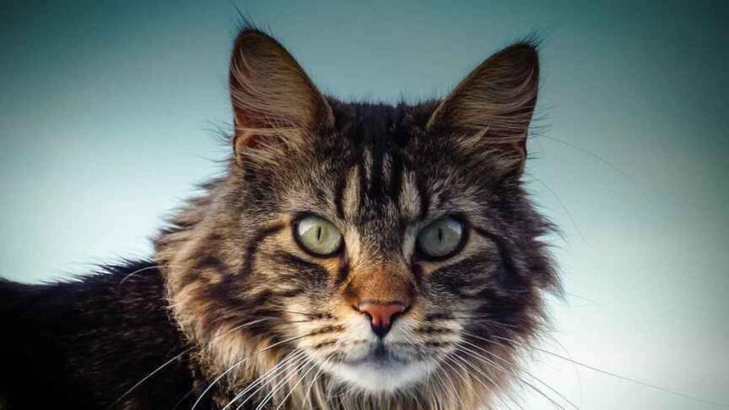 Maine Coon