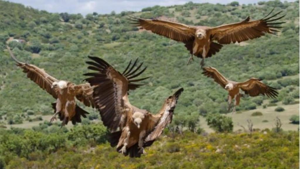 El proyecto de Iberdrola incluye un estudio sobre estudio del uso del espacio aéreo de rapaces con estatus conservacionista