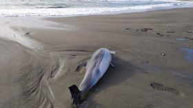 Uno de los delfines varado en la playa de la Misericordia, a la altura de Huelin.