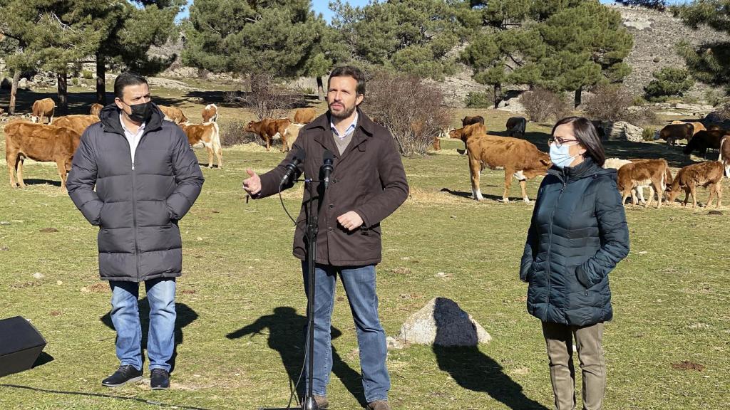 Pablo Casado visita una explotación de ganado extensivo en Las Navas del Marqués