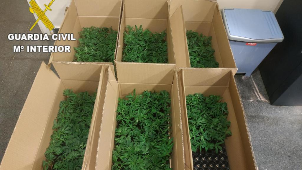 Imagen de las cajas intervenidas con las plantas.