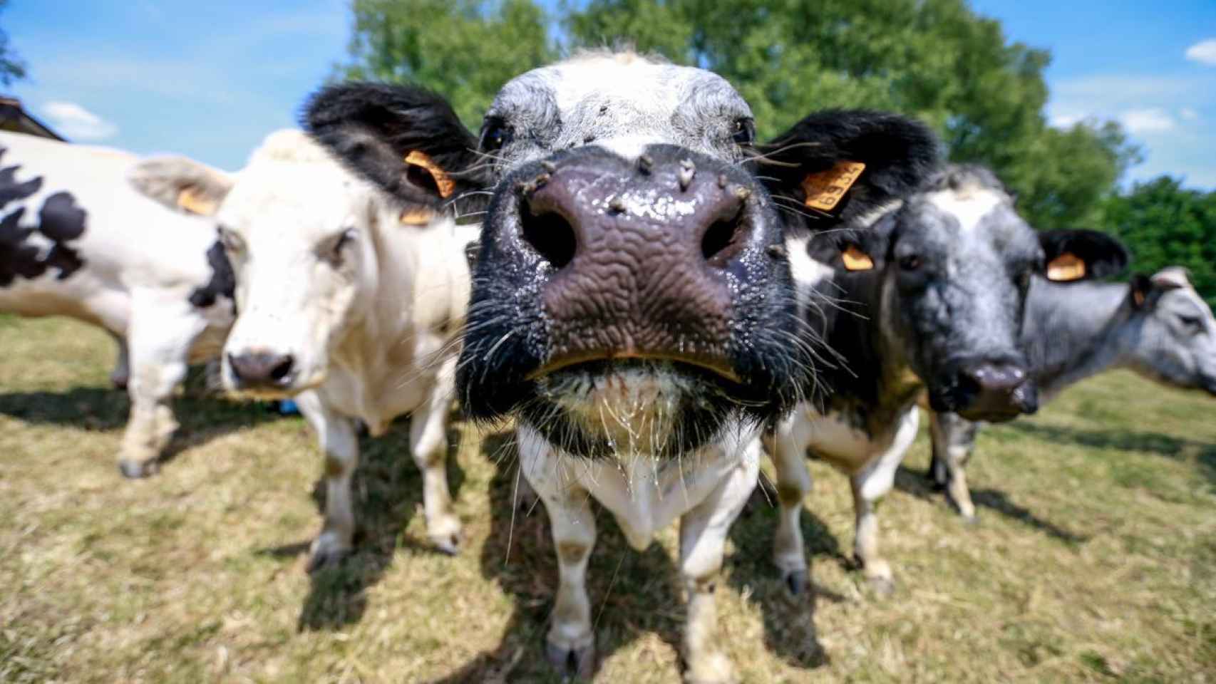 Un grupo de vacas en una granja.