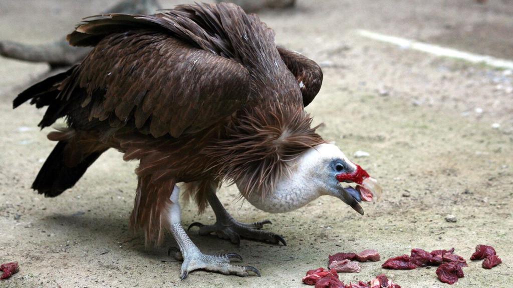 Una imagen del buitre leonado.