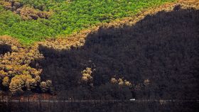 Efectos del fuego en la vegetación tras el incendio de Sierra Bermeja.