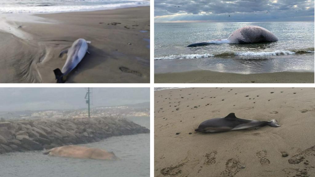 Delfines y la ballena en las playas de Málaga.