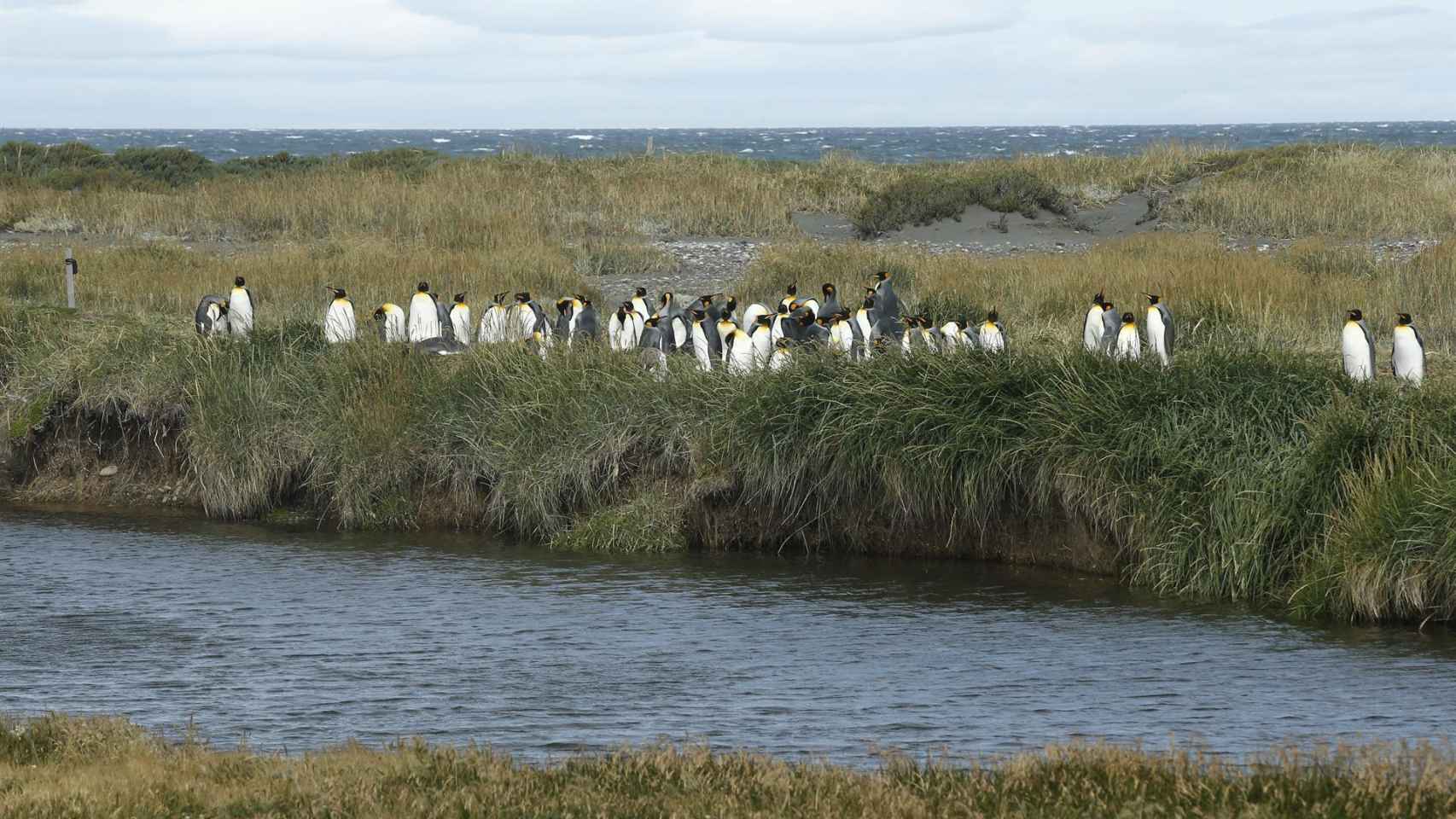 Un grupo de pingüinos en Punta Arenas (Chile).