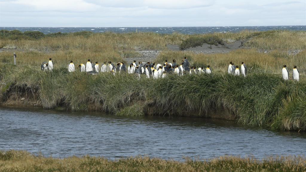 Un grupo de pingüinos en Punta Arenas (Chile).