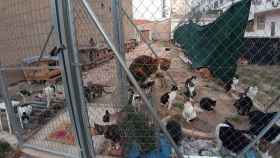 Una colonia de gatos instalada en un solar propiedad del Ayuntamiento de Valencia.