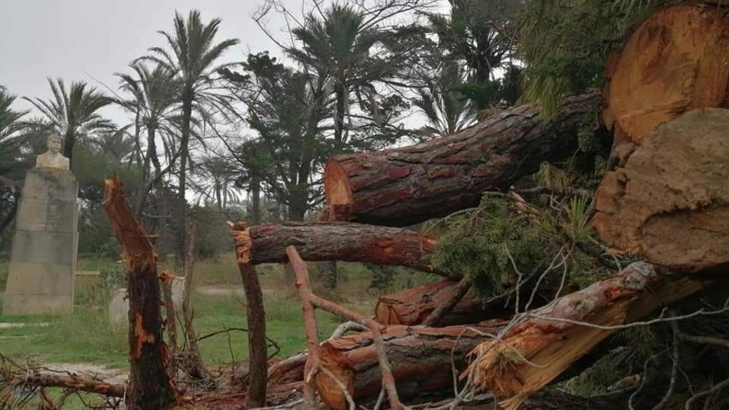 Tala de pinos en Guardamar.