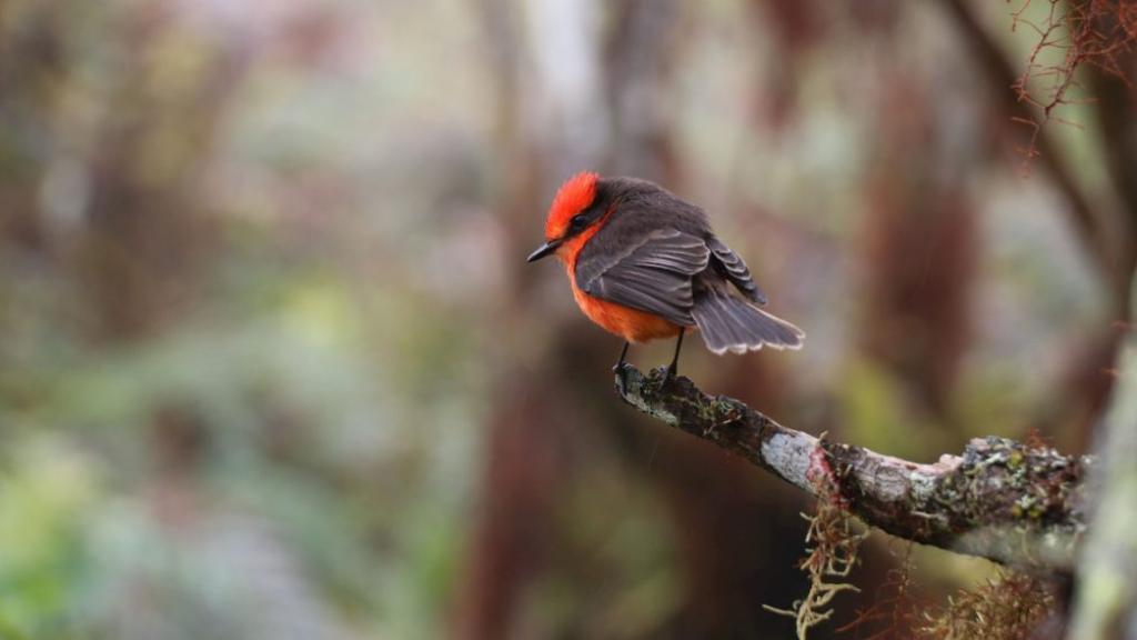 El pájaro brujo, una de las especies en peligro por la mosca 'Philornis downsi'.