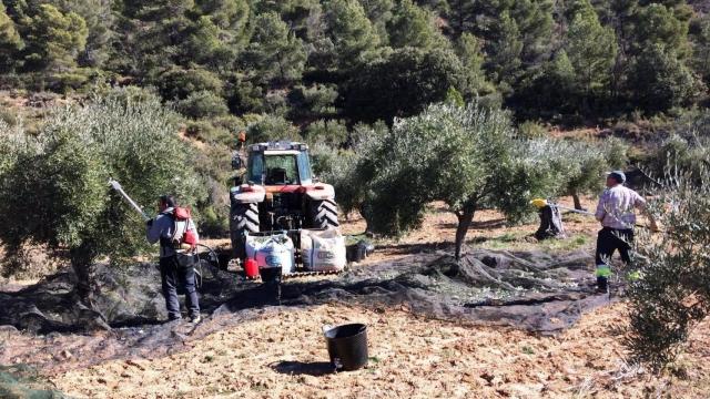 Recogida de aceituna. Foto: Asaja