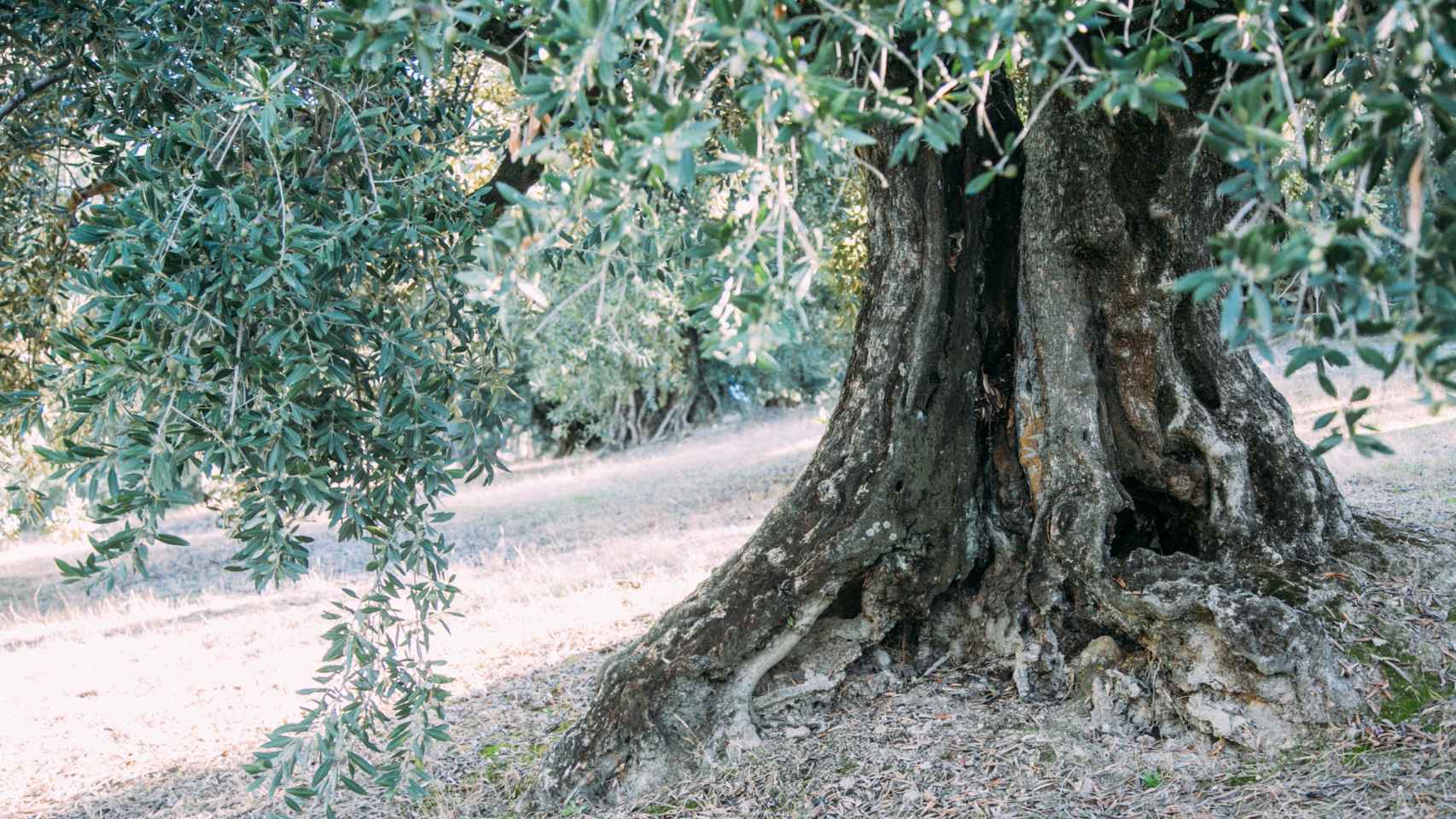 Muchas hectáreas de los olivares de Almazaras de la Subbética son de producción ecológica.