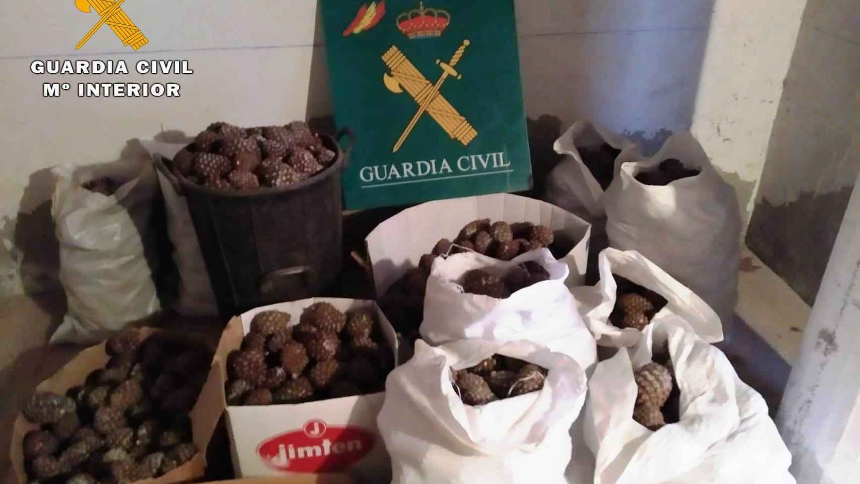 La Guardia Civil detiene a una banda dedicada al hurto de piñas piñoneras en Castilla y León