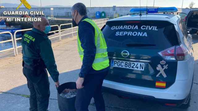 Pulpo inmaduro intervenido por la Guardia Civil en Portonovo, en el municipio de Sanxenxo.